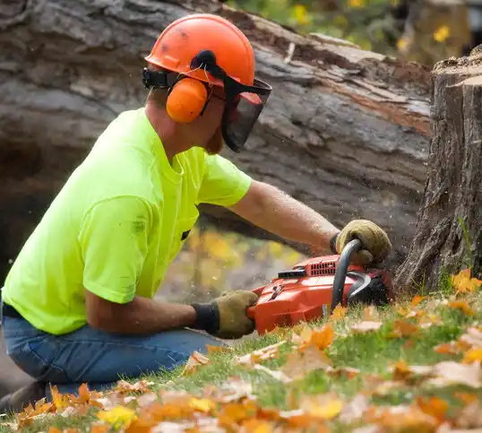 tree services Springhill